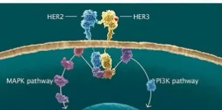 研究确定了成纤维细胞如何在肿瘤产生抗HER2治疗抗性的能力中发挥作用