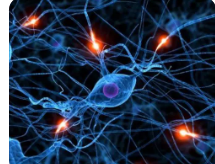 一种新的非侵入性神经成像方法用于直接绘制活老鼠大脑中的神经元活动