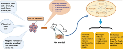 小鼠模型揭示了RNA剪接缺陷如何导致阿尔茨海默病的神经退行性变