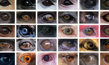 研究解决了灵长类动物眼睛颜色变化的原因
