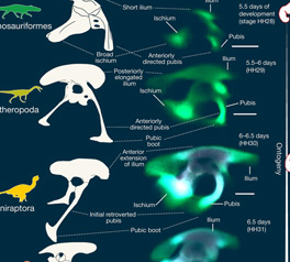 通过祖先恐龙条件发展鸟类髋骨
