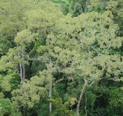 高强度去除藻类植物会降低热带森林的附生健壮性