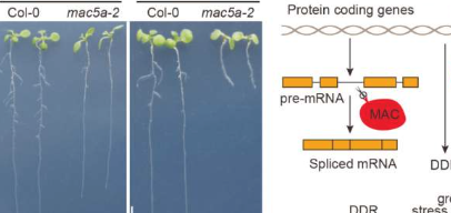 MAC蛋白复合物对于植物保护自身免受DNA损伤至关重要