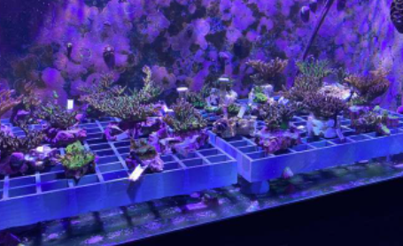 研究人员为水族馆饲养的珊瑚制作了首个家谱