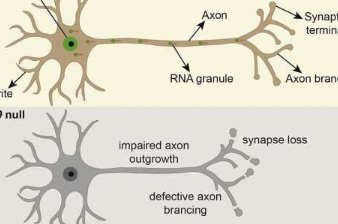 科学家们发现剪接体蛋白在神经元连接过程中的新的基本非核作用