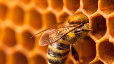 新研究表明蜜蜂的寿命可能只有50年前的一半