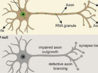 科学家们发现剪接体蛋白在神经元连接过程中的新的基本非核作用