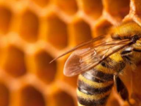 新研究表明蜜蜂的寿命可能只有50年前的一半