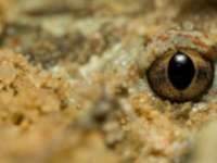 青蛙晶状体的发育会因成年后生活的环境而异