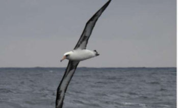 海上风电场可能会伤害海鸟但科学家们看到了净积极影响的潜力