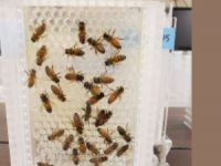 在新颖的实验室设置中蜜蜂因食物的质量而不是数量而繁荣