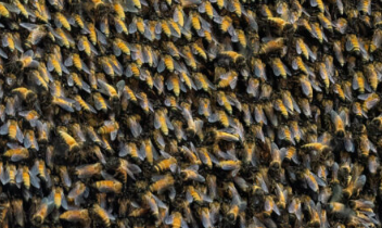 这是触发巨型蜜蜂做波浪的原因