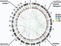 全基因组测序揭示慢性淋巴细胞白血病的五个新亚组