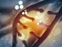 基因可能在胚胎器官发育中发挥更广泛的作用