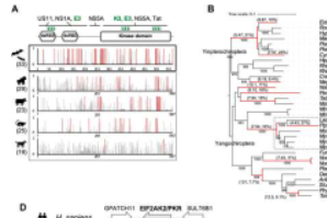 研究人员在鼠耳蝙蝠的蛋白激酶R中发现了重复的基因复制和遗传多样化