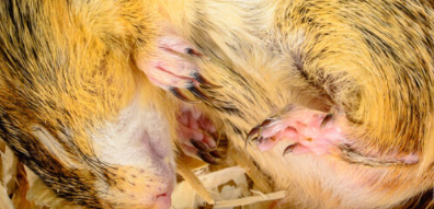 肠道微生物帮助一些松鼠在冬眠期间保持强壮