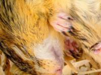 肠道微生物帮助一些松鼠在冬眠期间保持强壮