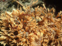 钙化生物正受到海洋变暖和酸化的共同威胁