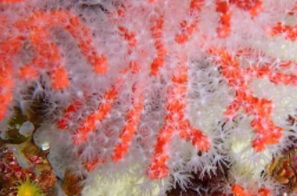 热浪可能会降低地中海珊瑚幼虫的存活率和珊瑚种群的连通性