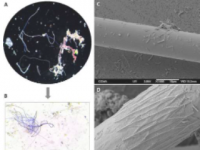 地中海的超细纤维是细菌的漂浮家园