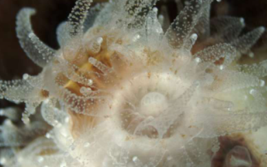 研究发现微生物群落在珊瑚沉睡过冬时发生变化