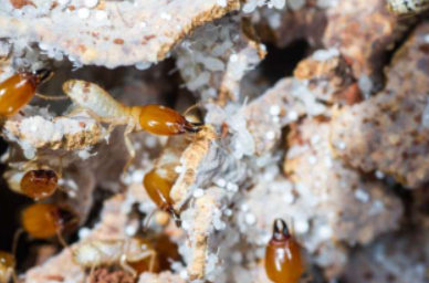 项目旨在学习如何种植超级蘑菇以白蚁为师