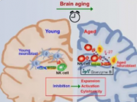 小胶质细胞的激活可以减缓阿尔茨海默氏症的进展