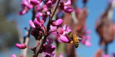 研究发现栖息地质量和生物多样性都会影响蜜蜂的健康