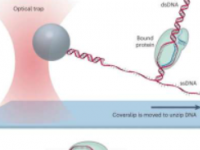 CRISPR见解如何微调Cas蛋白对DNA的控制