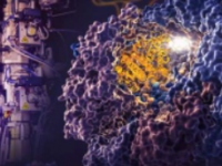 研究人员发现细胞中的纳米室如何指导蛋白质折叠