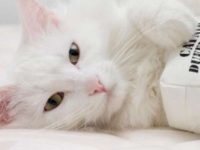 猫现在有一种FDA批准的药丸来治疗它们的糖尿病