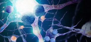 新研究详述了神经元对过度衰老相关铁积累的反应