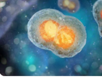 人类肺部发育的新空间细胞图谱可识别144种细胞状态