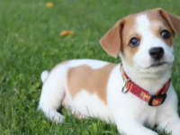 筛选小狗的DNA甲基化组可能有助于预测它们的精力充沛或恐惧程度