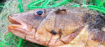 新研究发现鱼眼的晶状体记录了它们一生中接触有毒汞的情况
