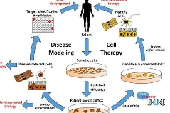 基于重新编程的人类细胞的细胞模型可以促进有效疗法的发展