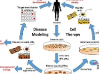 基于重新编程的人类细胞的细胞模型可以促进有效疗法的发展