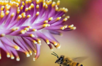 蜜蜂及其授粉的农作物处于危险之中科学家认为解决方案在于昆虫的大脑