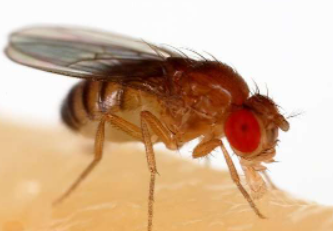 研究揭示果蝇生物钟机制