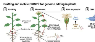 植物育种的突破用于植物基因组编辑的嫁接和移动CRISPR