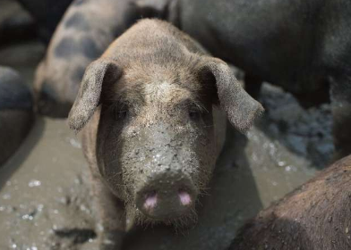 仿生阴茎：合成组织可恢复猪的勃起