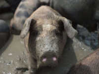 仿生阴茎合成组织可恢复猪的勃起