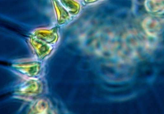 新开发的浮游植物大分子模型可能对气候研究有影响