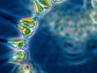 新开发的浮游植物大分子模型可能对气候研究有影响