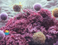 研究人员揭示了T细胞以前未知的特性