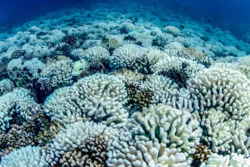 探究威胁珊瑚礁的隐藏热浪