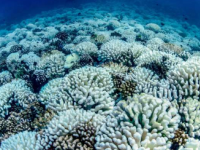 探究威胁珊瑚礁的隐藏热浪