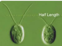 不动纤毛在发育过程中感知细胞外液的方向以打破左右对称