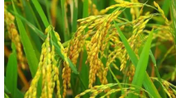 基因工程抗盐水稻有助于解决气候变化造成的粮食短缺问题