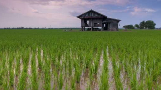 转基因水稻可能是解决气候变化造成的粮食短缺的关键